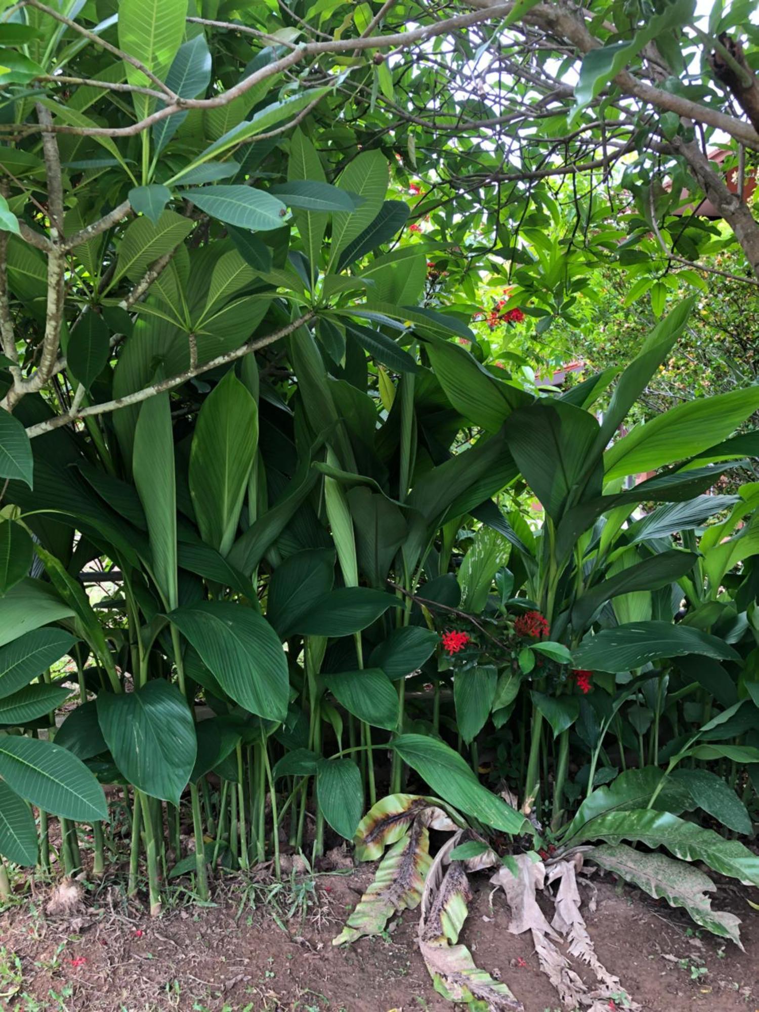 Thanid House Ban Nai Khlong Экстерьер фото